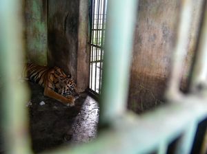 Medan Zoo Merana, Hewannya Bisa Diambil Alih Bonbin yang Lain?