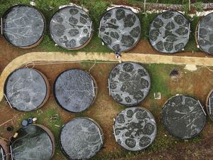 Omzet Budidaya Nila Tawar di Ciamis Ini Capai Rp18 Juta/Dua Pekan