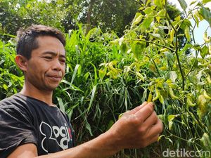 Keluh Kesah Petani Cabai Rawit di Lembang yang Terancam Gagal Panen