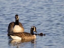 5 Perbedaan Soang dan Angsa, Hewan yang Sering Dianggap Sama