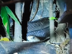 PPSU Kantor Lurah di Ciracas Kaget, Mau Beri Umpan Ikan Malah Lihat Kobra