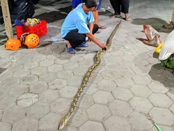 Mak Kluwer! Ular Piton 4 Meter Nongol di Permukiman Desa Tulas Klaten