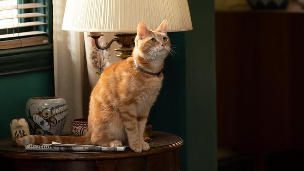 Goose, alien menyerupai kucing peliharaan dalam film The Marvels.