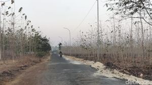 Hutan Jati Bojonegoro yang Meranggas di Penghujung Kemarau