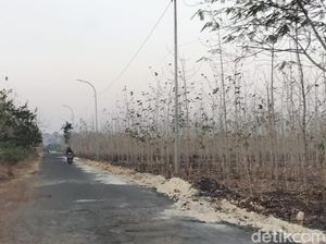 Hutan Jati Bojonegoro yang Meranggas di Penghujung Kemarau Hutan Jati Bojonegoro yang Meranggas di Penghujung Kemarau