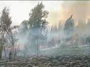 Pegunungan Argopuro Terbakar Seluas 205 Hektare Pegunungan Argopuro Terbakar Seluas 205 Hektare