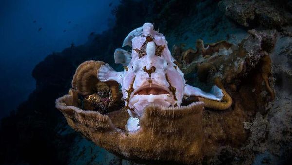 Karya Jawara Kontes Foto Satwa Liar Bikin Tercengang
