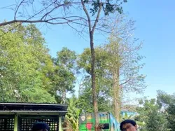 Kreatif! Mahasiswa UGM Olah Belimbing Wuluh Jadi Detergen Ramah Lingkungan
