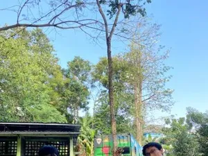 Kreatif! Mahasiswa UGM Olah Belimbing Wuluh Jadi Detergen Ramah Lingkungan