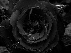 Ini Arti Bunga Mawar Hitam dalam Kisah Asmara dan Kehidupan