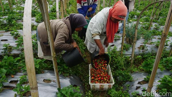 Melihat Budi Daya Stroberi di Kaki Gunung Slamet, Omzetnya Menggiurkan
