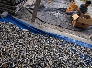 Melihat Produksi Ikan Kering di Tengah Turunnya Harga Melihat Produksi Ikan Kering di Tengah Turunnya Harga