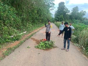 Pemotor Tak Berhelm Tewas Tertimpa Pohon Karet Tumbang