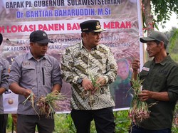 Petani Bawang di Enrekang Keluhkan Produksi Turun gegara Kemarau Panjang