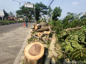 182 Pohon Rawan Tumbang di Cianjur Ditebang-Dipangkas