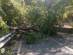 Akses Menuju Objek Wisata Pantai Amed Terhalang Pohon Tumbang