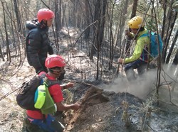 Puncak Batu Tulis di Gunung Kawi Malang Terbakar