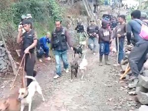 Teror Babi Hutan Bikin Warga Ciamis Takut Berladang