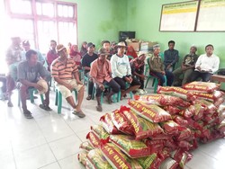 Harga Beras Rp 16 Ribu per Kg, Ratusan Petani Dibantu Benih Padi