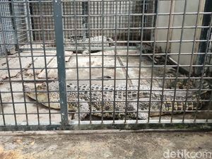 Dramatis! Damkar Evakuasi 2 Buaya dari Rumah Warga di Ciamis