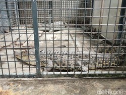 Kala Petugas BKSDA dan Damkar Berjibaku Evakuasi Buaya di Ciamis