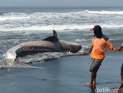Tim SAR Kesulitan Evakuasi Hiu Tutul Mati di Kulon Progo gegara Terlalu Jumbo