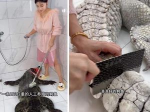Food Vlogger Dikecam Usai Menguliti dan Masak Aligator 90 Kg