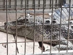 Begini Kondisi Buaya yang Dievakuasi dari Rumah Warga Ciamis