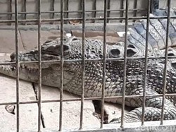 Begini Kondisi Buaya yang Dievakuasi dari Rumah Warga Ciamis