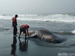 Penampakan Hiu Tutul Jumbo di Kulon Progo, Panjang 10 Meter-Bobot 1 Ton