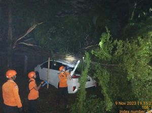 Hujan Deras Disertai Angin Kencang, Sejumlah Pohon di Bogor Tumbang
