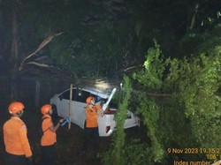 Hujan Deras Disertai Angin Kencang, Sejumlah Pohon di Bogor Tumbang