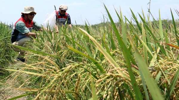 Potret Sawah Padi Organik di Tuban