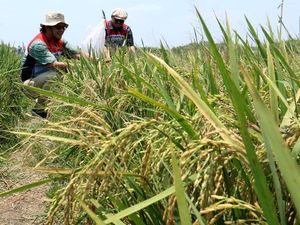 Belajar dari Jawa Timur Menjadi Lumbung Pangan Nasional
