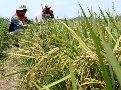 Potret Sawah Padi Organik di Tuban