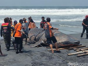 Detik-detik Evakuasi Bangkai Hiu Tutul Jumbo di Kulon Progo, Pakai 3 Jip