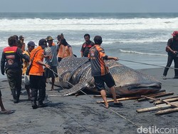 Detik-detik Evakuasi Bangkai Hiu Tutul Jumbo di Kulon Progo, Pakai 3 Jip