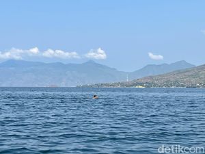 Peraih Rekor Muri 1,5 Jam Berenang Arungi Selat Larantuka