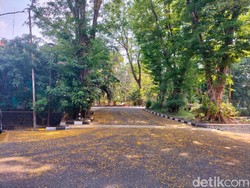 Guguran Bunga Angsana Percantik Jalanan UNS Bikin Serasa di Eropa