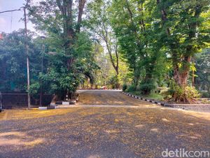 Guguran Bunga Angsana Percantik Jalanan UNS Bikin Serasa di Eropa Guguran Bunga Angsana Percantik Jalanan UNS Bikin Serasa di Eropa