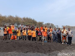Hiu Tutul Jumbo di Kulon Progo Akhirnya Dikubur di Lokasi Penemuan