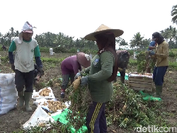Petani Ubi Madu di Lereng Semeru Dapat Berkah di Musim Kemarau