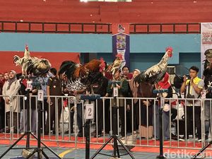 Pj Gubernur Bahtiar Baharudin Ingin Ayam Ketawa Jadi Oleh-oleh Khas Sulsel Pj Gubernur Bahtiar Baharudin Ingin Ayam Ketawa Jadi Oleh-oleh Khas Sulsel
