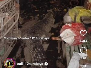 Tetangga Tak Pernah Tahu 11 Tahun Saiful Pelihara Buaya Dekat Ruang Tamu Tetangga Tak Pernah Tahu 11 Tahun Saiful Pelihara Buaya Dekat Ruang Tamu