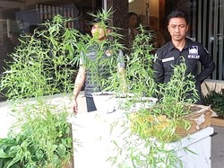 Berawal Tangkap Pengedar Sabu, Polisi Ungkap Budi Daya Ganja di Jember