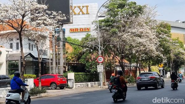 Panorama Cantiknya Bunga Tabebuya Mekar dan Berguguran di Surabaya