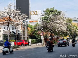 Panorama Cantiknya Bunga Tabebuya Mekar dan Berguguran di Surabaya Panorama Cantiknya Bunga Tabebuya Mekar dan Berguguran di Surabaya