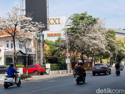 Panorama Cantiknya Bunga Tabebuya Mekar dan Berguguran di Surabaya