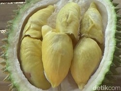 Durian Musang King Asal Lumajang Sukses Dipanen, Segini Harganya
