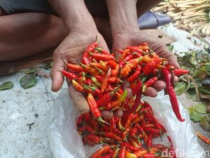 Makin Pedas! Harga Cabai Rawit Merah Tembus Rp 130 Ribu/Kg